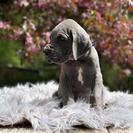Zephyr - Blue male Great Dane puppy in Beulah, Michigan from Northwood Euro Danes and Bassets