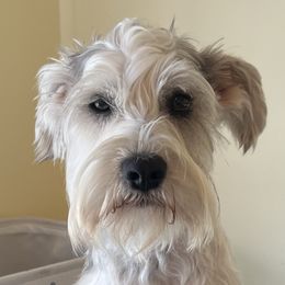 Evian - Miniature Schnauzer
