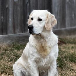 Sunday - Light golden female Golden Retriever puppy in Willis, Texas from Lakemist Retrievers