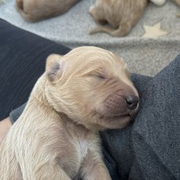 Goldendoodle and Poodle Puppies from Desert Ridge Doodles