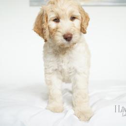 Labradoodle Puppies from I Love U Back Labradoodles
