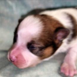 Vixen - White female Companion Cross puppy in Davenport, Washington from Lovely Ladies and Little Asses Miniature Equines (L3A Pomeranians & Papillons)