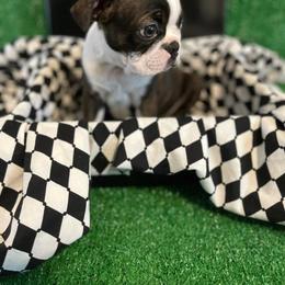Boston Terrier Puppies from Baldwins Boston Terriers