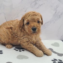 Ellie - Red  female Poodle puppy in Kannapolis, North Carolina from Carolina Great Danes & Toy Poodles