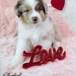 Chapel - Red merle male Australian Shepherd puppy in Jonesborough, Tennessee from Lotus Australian Shepherds