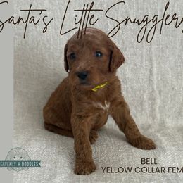 Bell - Red  female Goldendoodle puppy in Inez, Texas from Heavenly H Doodles