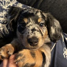 Dachshund Puppies from Kristin Stragey