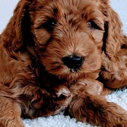 Goldendoodles from Amy's Goldendoodles