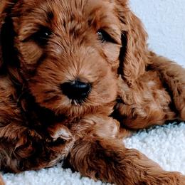 Goldendoodles from Amy's Goldendoodles