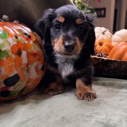 Male black and tan longhair - Black and tan male Dachshund puppy in Andalusia, Alabama from Sweet Home Alabama Dachshunds