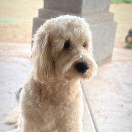 Ava - Goldendoodle