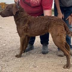 Dove - Brown Chesapeake Bay Retriever puppy in Blue Hill, Nebraska from BlueBelle's Canine Companions