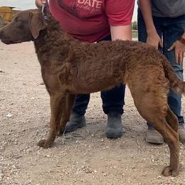 Dove - Brown Chesapeake Bay Retriever puppy in Blue Hill, Nebraska from BlueBelle's Canine Companions