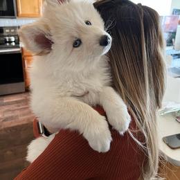 Pomsky Puppies from Destiny Pomskies LLC