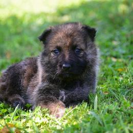 Sable girl - Sable female German Shepherd puppy in Clarkrange, Tennessee from Vom Wolff