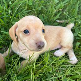 Sunny - Cream female Dachshund puppy in Bremen, Georgia from Asapp’s Sweet and Spicy Dachshunds