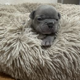 Boy 1 - Blue male French Bulldog puppy in Saint Augusta, Minnesota from Phillips Frenchies
