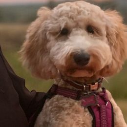 Daisy - Goldendoodle