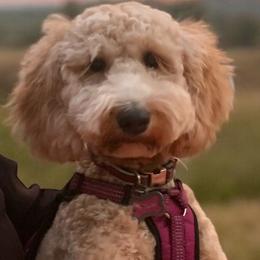 Daisy - Goldendoodle