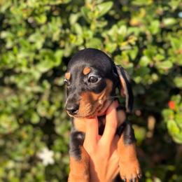 Light pink collar - Black and tan female Dachshund puppy in Lemon Grove, California from GMZ Doxies SD