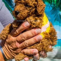 Poodle Puppies from Southern Girls Poodles