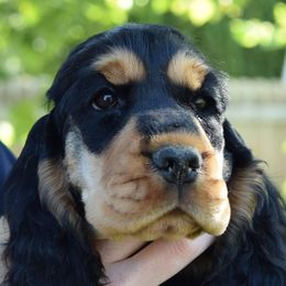English Cocker Spaniels from Calypso English Cockers