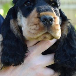 English Cocker Spaniels from Calypso English Cockers