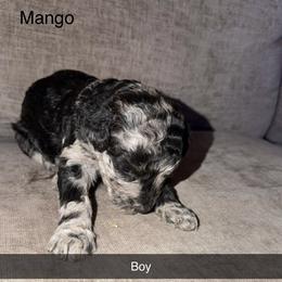Mango - Merle male Goldendoodle puppy in Richmond, Texas from Harper’s Heartbeats