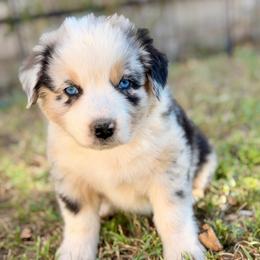 Flynn Rider - Blue merle male Australian Shepherd puppy in Vernal, Utah from Dancing M Australian Shepherds