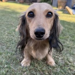 Ellie May - Cream female Dachshund puppy in Erick, Oklahoma from 4-L Backyard Dach