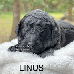 Goldendoodle Puppies from O’Doodle Clan Goldendoodles