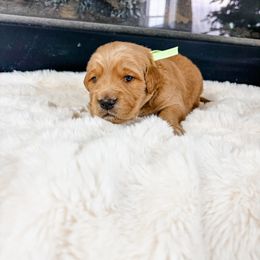 Green collar - Golden male Golden Retriever puppy in Lehi, Utah from Open Star Goldens