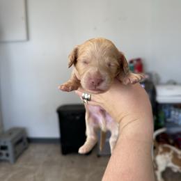 Boy 4 - Cream male Dachshund puppy in Las Animas, Colorado from J&D Dachsies
