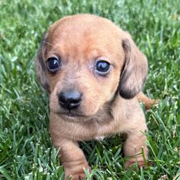 Forest - Red male Dachshund puppy in Salem, Oregon from Longdox Mini Dachshunds