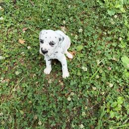 Wilbur - LUA - White and black male Dalmatian puppy in Sedalia, Missouri from Missouri Dalmatians