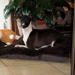 Yasmin - Italian Greyhound