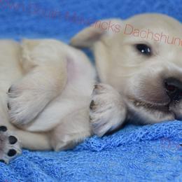 Light cream boy - Cream male Dachshund puppy in Seminary, Mississippi from Down South Mavericks Dachshunds