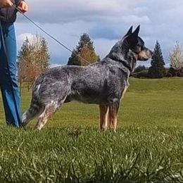 Erie - Australian Cattle Dog