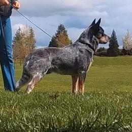 Erie - Australian Cattle Dog