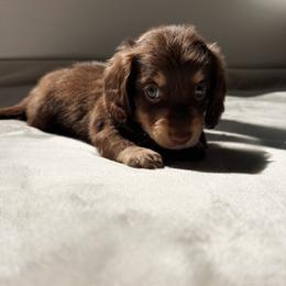 Jett - Chocolate and cream male Dachshund puppy in San Diego, California from Enchanted little dachshunds