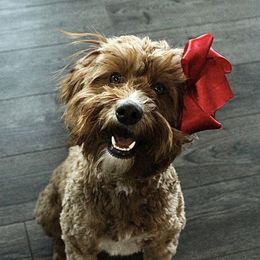 Scarlett - Labradoodle