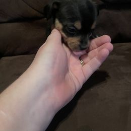 Chihuahua Puppies from Grandbaby Chihuahuas