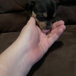 Chihuahua Puppies from Grandbaby Chihuahuas