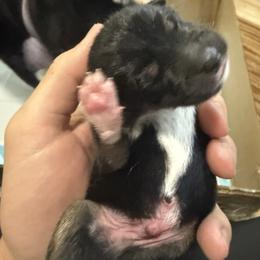 Shiba Inu Puppies from Anko Shibas