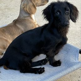 Mystique - Dachshund