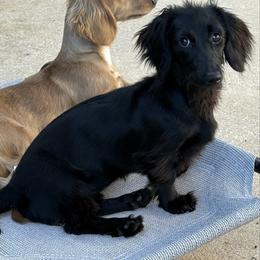 Mystique - Dachshund