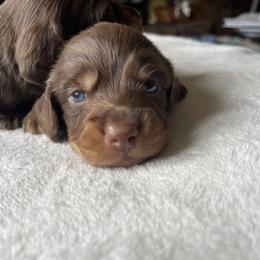 Luke - Dapple male Dachshund puppy in Jackson, Tennessee from Cashmere Crown Mini Dachshunds