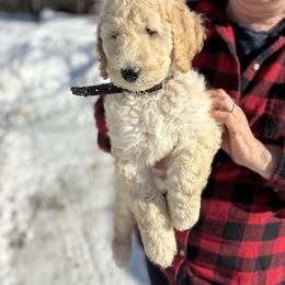 Earth - Cream male Poodle puppy in St. Johnsbury, Vermont from Poodles of the Northern Woods