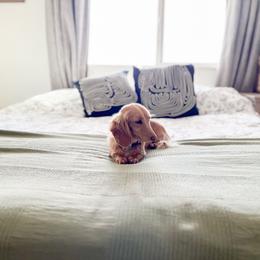 Olive - Dachshund