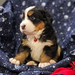 Star- Red Collar - Tri-color female Bernese Mountain Dog puppy in Bonham, Texas from Happy Valley Puppies